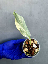 Philodendron Silver Sword Variegated - Rare Exact Plant - (June-21-29)