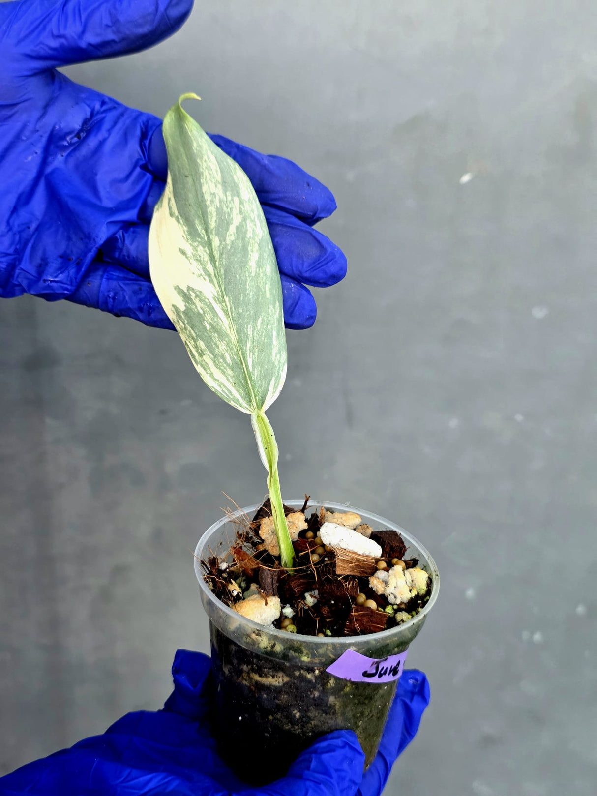 Philodendron Silver Sword Variegated - Rare Exact Plant - (June-21-29)
