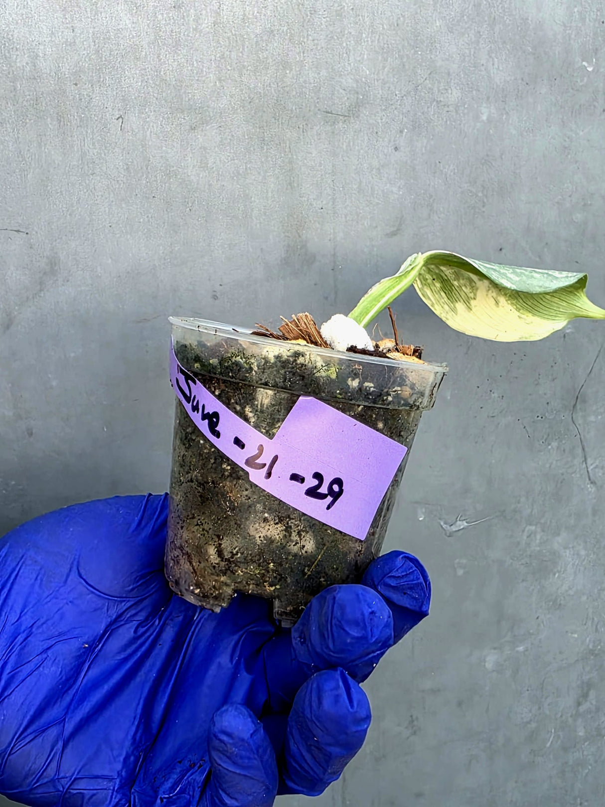 Philodendron Silver Sword Variegated - Rare Exact Plant - (June-21-29)