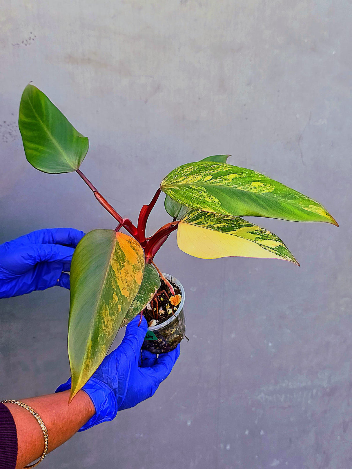 Variegated Philodendron Strawberry Shake - EXACT Plant - (June-21-24)