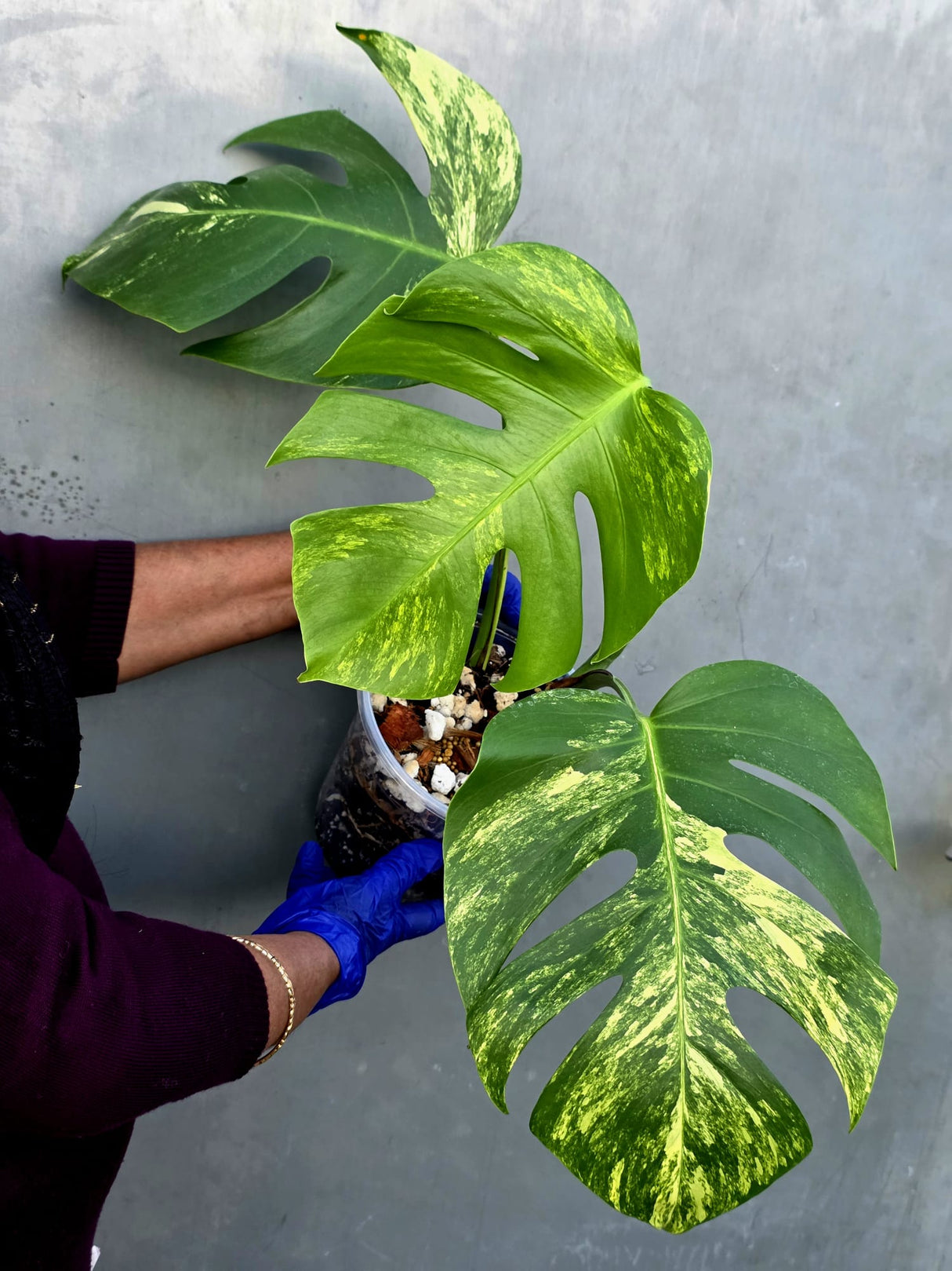 Monstera Aurea Variegated Borsigiana - Monstera Marmota - (June-21-56)