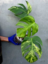 Monstera Aurea Variegated Borsigiana - Monstera Marmota - (June-21-56)
