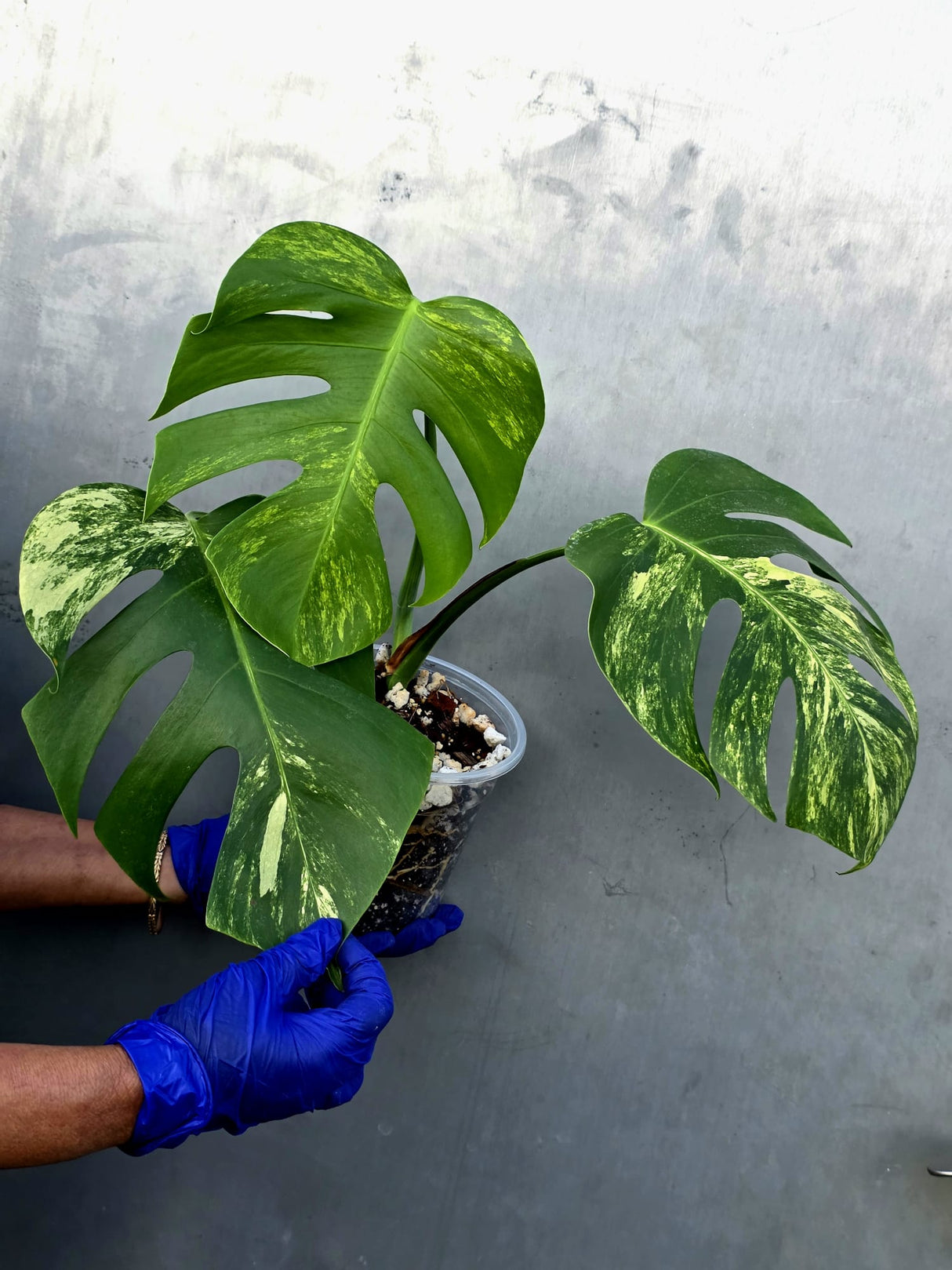 Monstera Aurea Variegated Borsigiana - Monstera Marmota - (June-21-56)