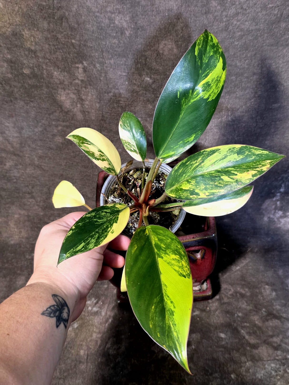 Philodendron Yellow Congo Variegated - EXACT Plant - US Seller (June-21-69)