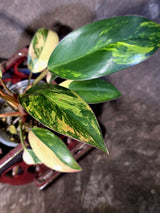 Philodendron Yellow Congo Variegated - EXACT Plant - US Seller (June-21-69)