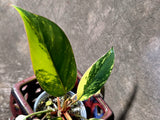 Philodendron Yellow Congo Variegated - EXACT Plant - US Seller (June-21-69)