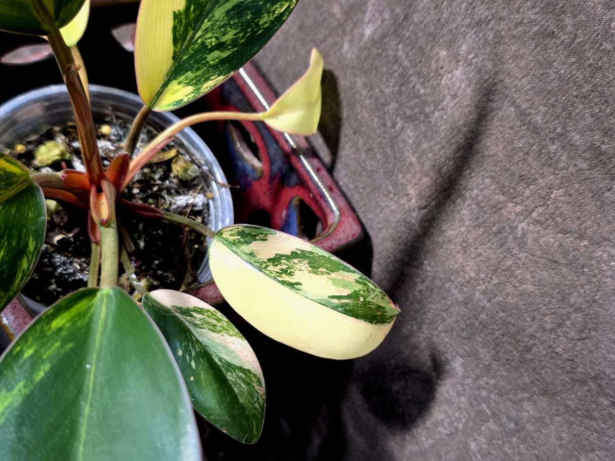 Philodendron Yellow Congo Variegated - EXACT Plant - US Seller (June-21-69)