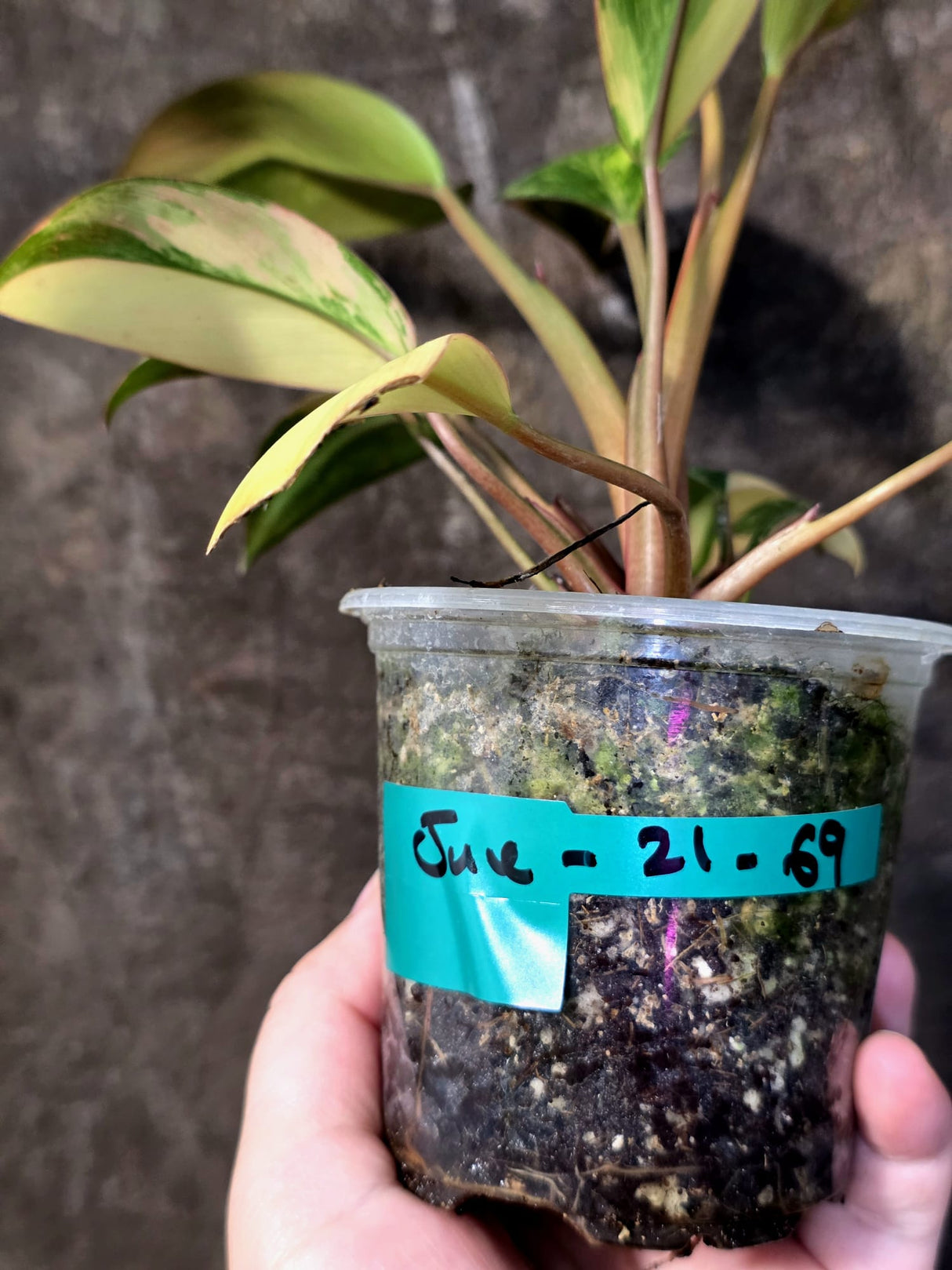 Philodendron Yellow Congo Variegated - EXACT Plant - US Seller (June-21-69)