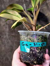 Philodendron Yellow Congo Variegated - EXACT Plant - US Seller (June-21-69)