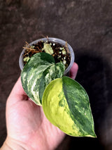 Scindapsus Jade Satin Variegated - Yellow Variegation - (June-21-70)