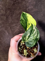 Scindapsus Jade Satin Variegated - Yellow Variegation - (June-21-70)