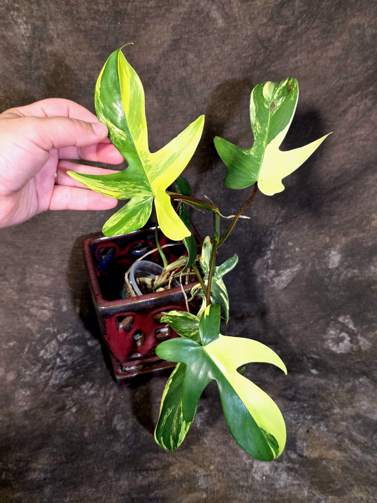 Variegated Philodendron Florida Beauty - Rare Collector Plant - (June-21-72)