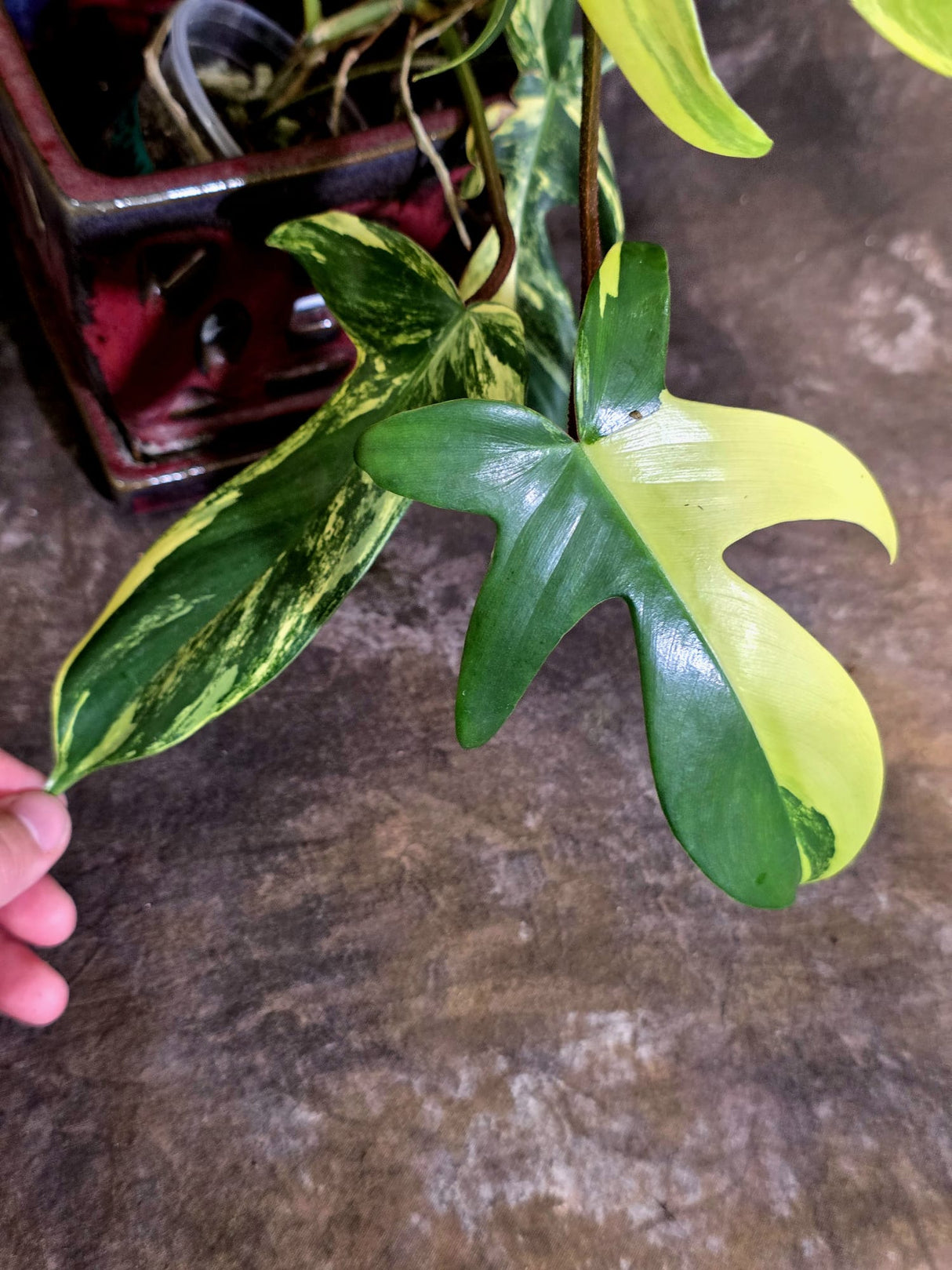 Variegated Philodendron Florida Beauty - Rare Collector Plant - (June-21-72)