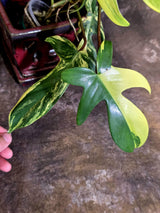 Variegated Philodendron Florida Beauty - Rare Collector Plant - (June-21-72)