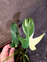 Variegated Philodendron Florida Beauty - Rare Collector Plant - (June-21-72)