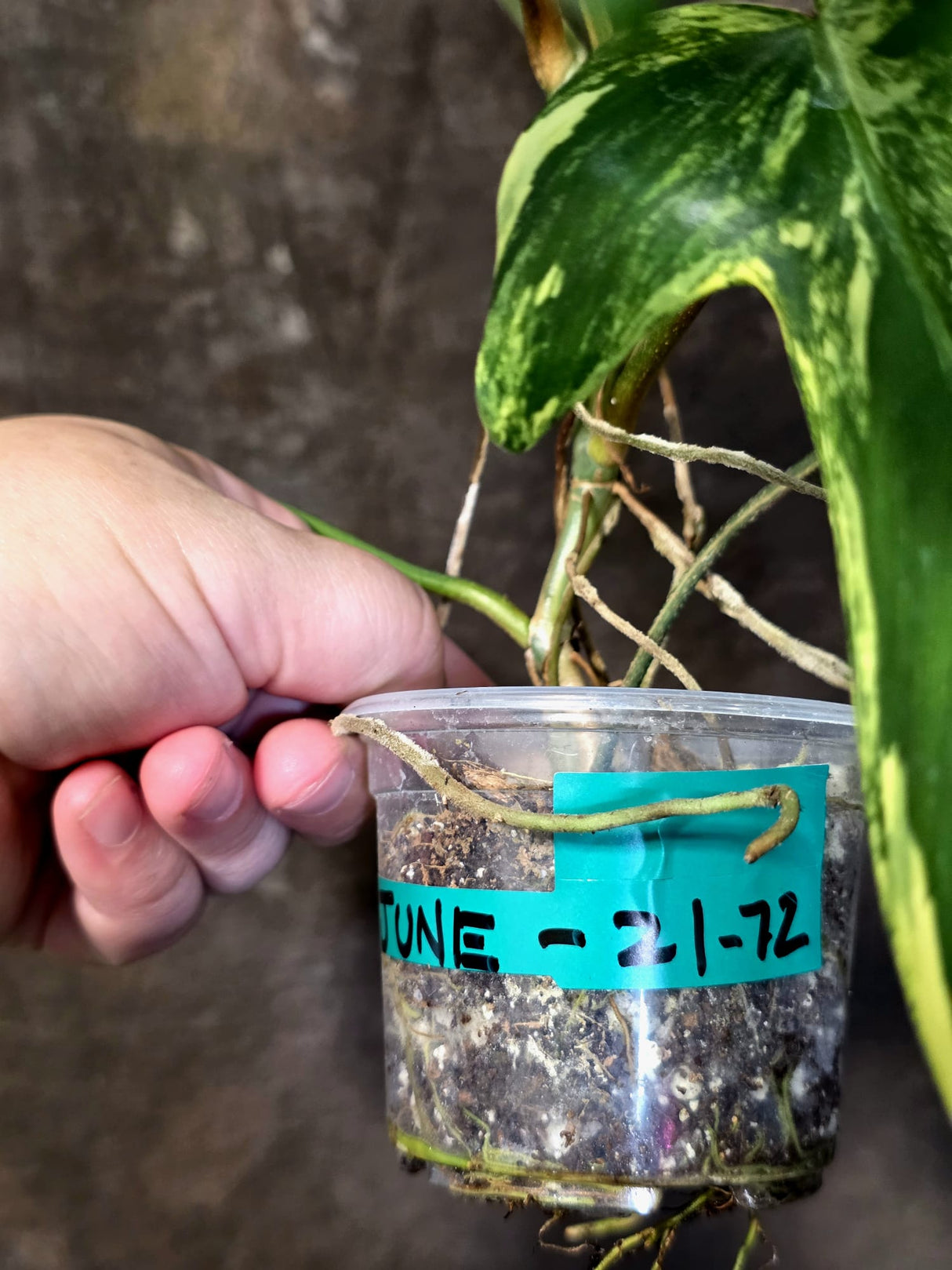 Variegated Philodendron Florida Beauty - Rare Collector Plant - (June-21-72)