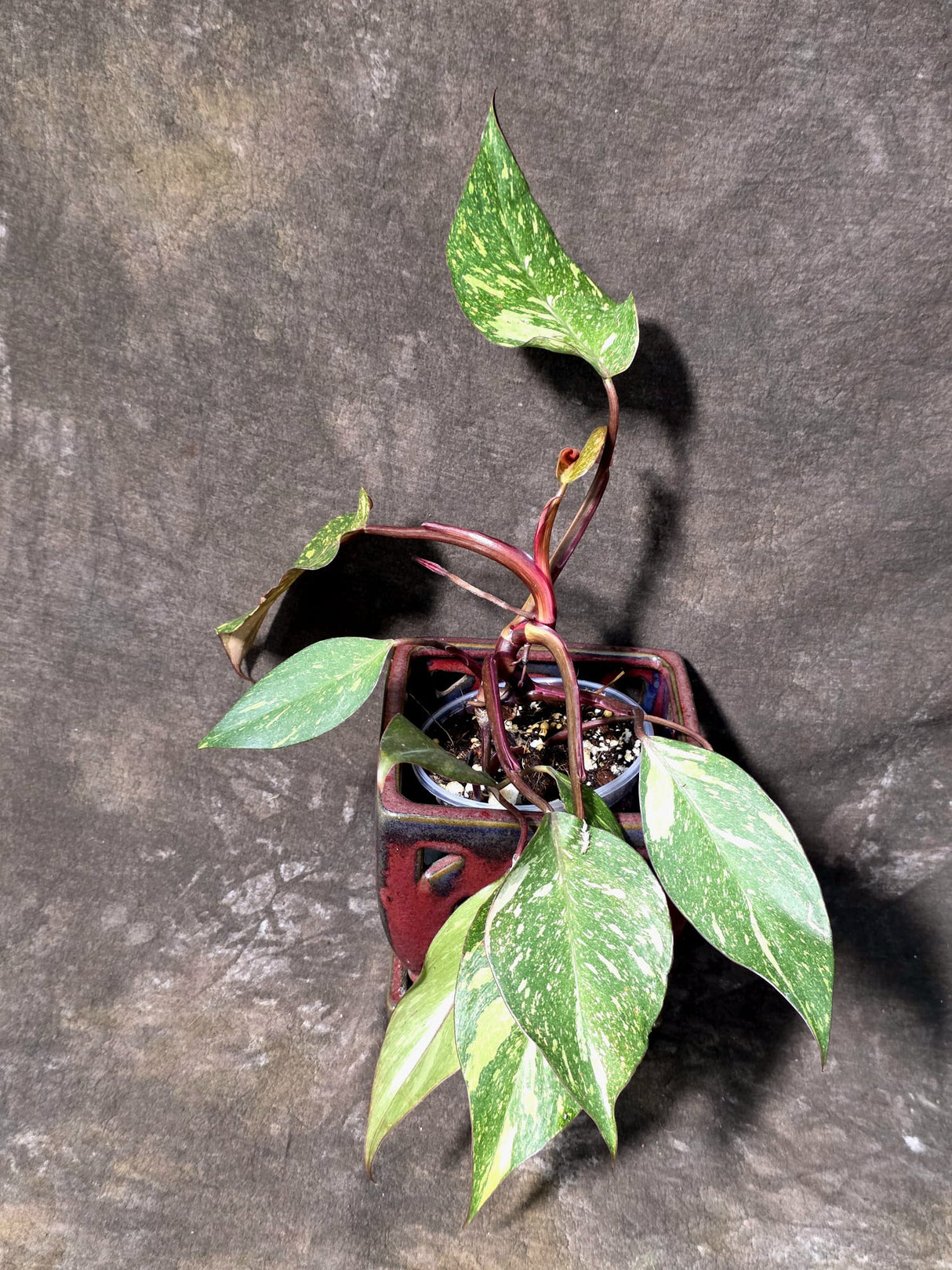 Variegated Philodendron Orange Princess - Rare Exact Plant (June-25-01)