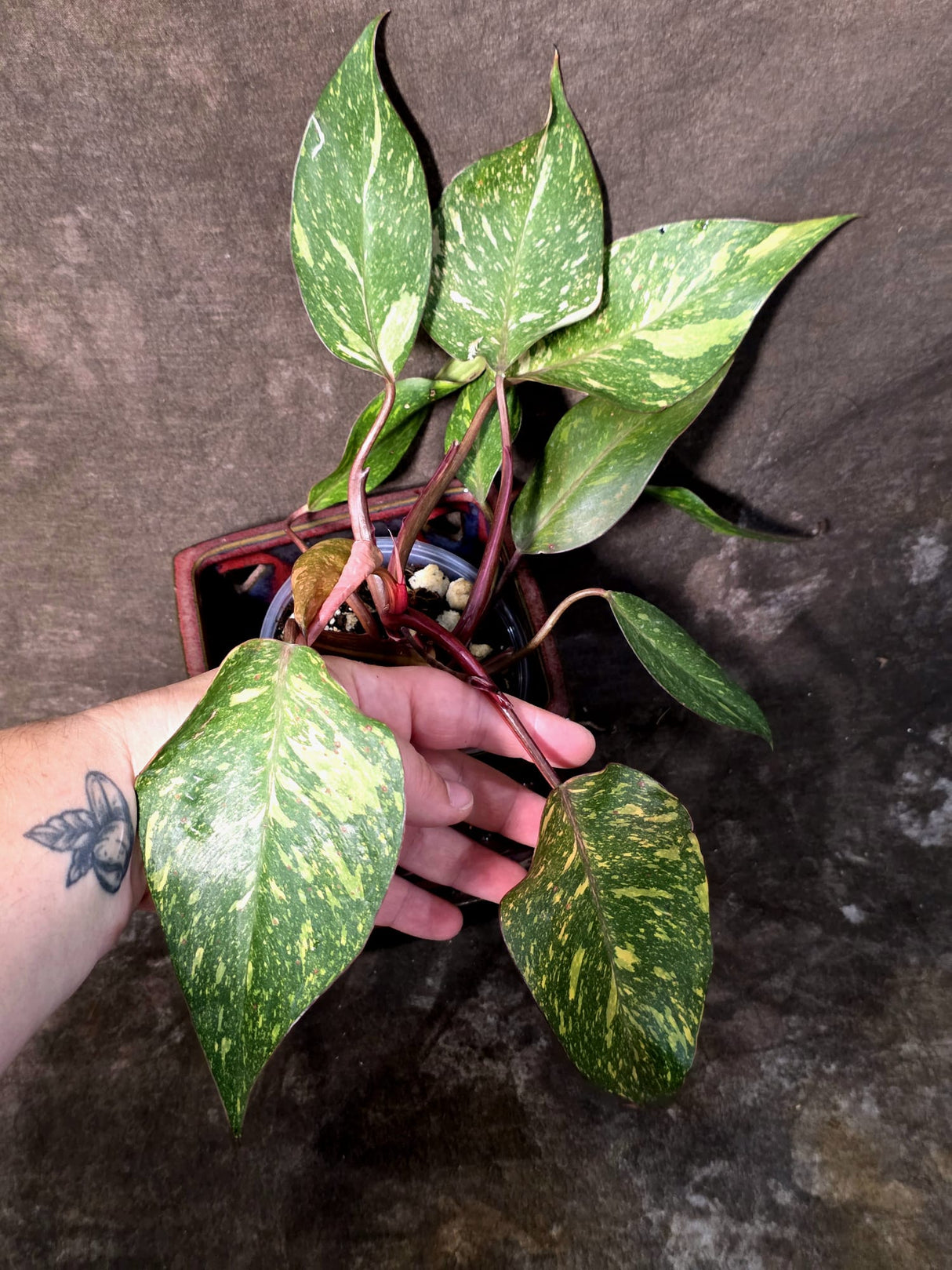 Variegated Philodendron Orange Princess - Rare Exact Plant (June-25-01)
