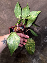 Variegated Philodendron Orange Princess - Rare Exact Plant (June-25-01)