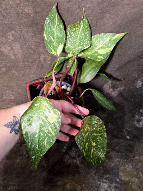 Variegated Philodendron Orange Princess - Rare Exact Plant (June-25-01)