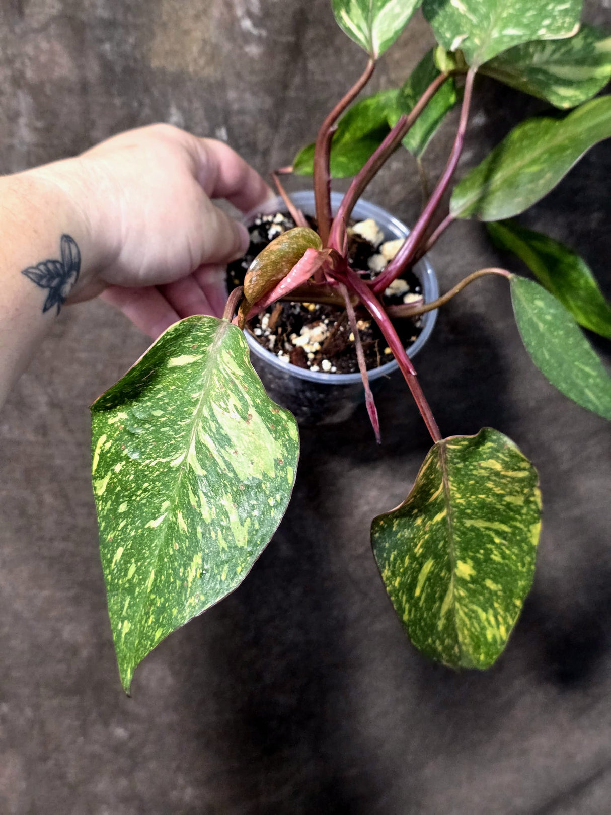 Variegated Philodendron Orange Princess - Rare Exact Plant (June-25-01)