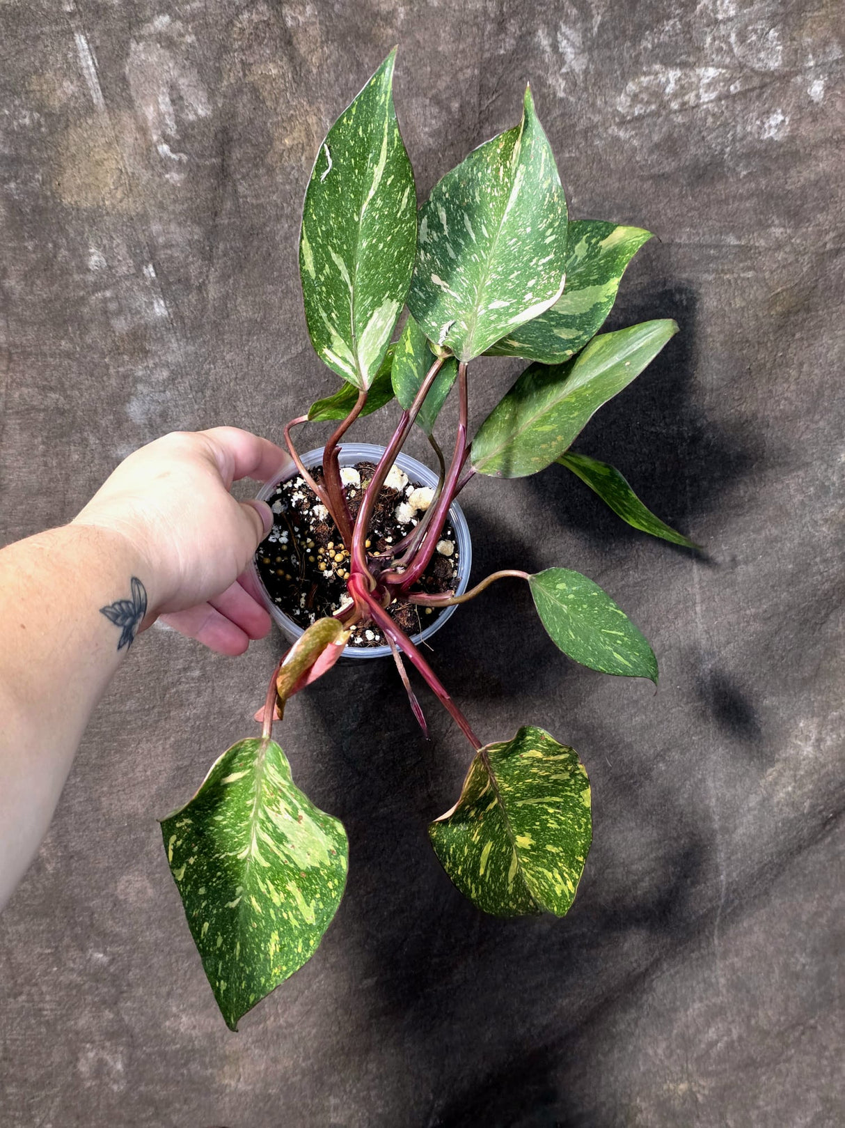 Variegated Philodendron Orange Princess - Rare Exact Plant (June-25-01)