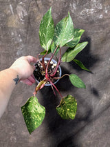 Variegated Philodendron Orange Princess - Rare Exact Plant (June-25-01)