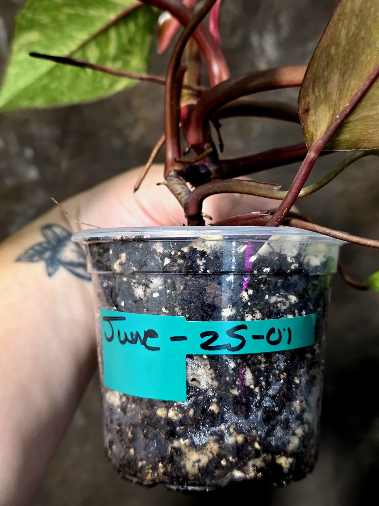 Variegated Philodendron Orange Princess - Rare Exact Plant (June-25-01)