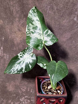 Rare Monstera Bulbasaur Variegated Plant - Mint Variegation - Exact Plant (June-25-02)