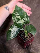 Rare Monstera Bulbasaur Variegated Plant - Mint Variegation - Exact Plant (June-25-02)