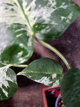 Rare Monstera Bulbasaur Variegated Plant - Mint Variegation - Exact Plant (June-25-02)
