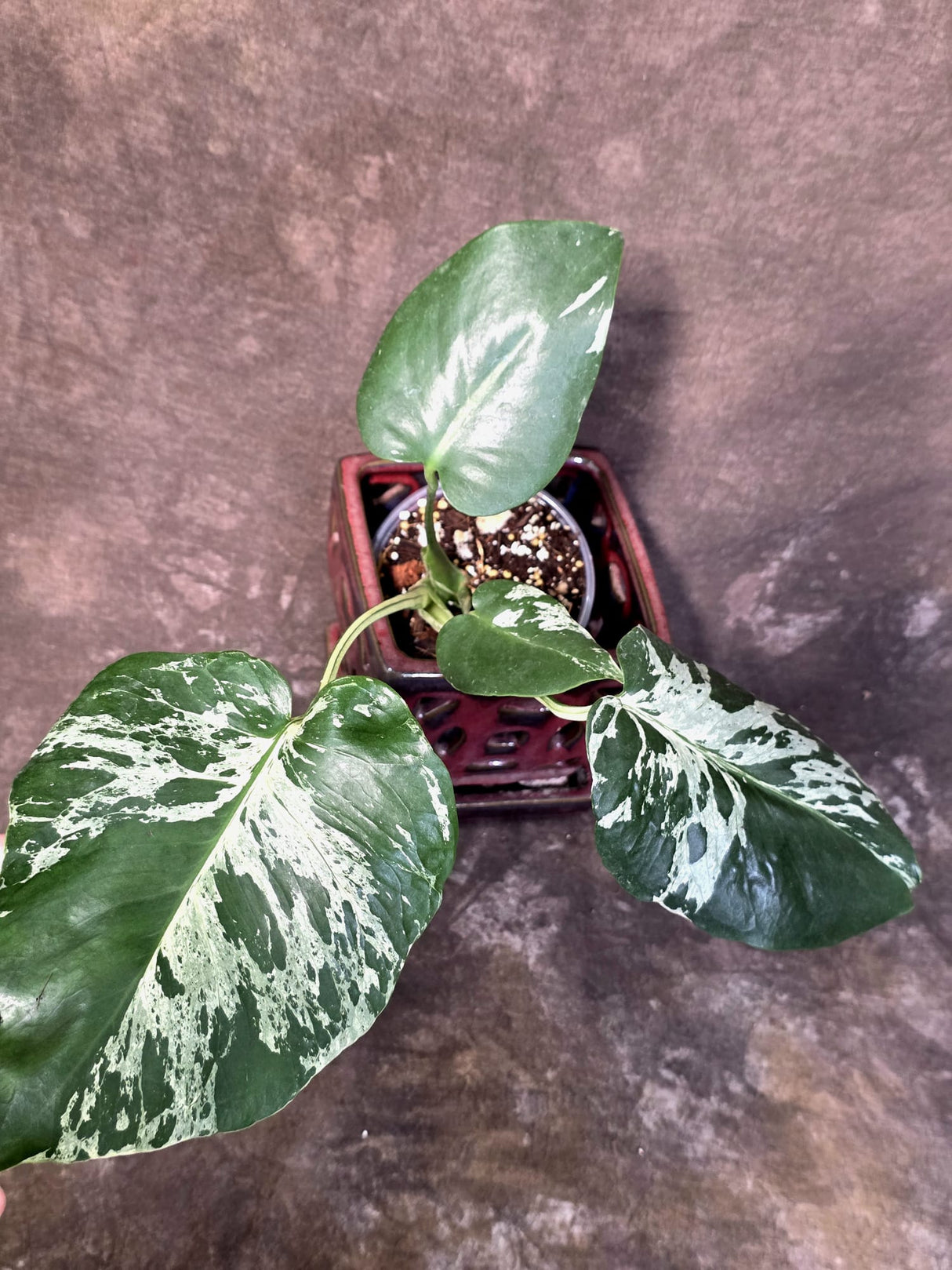 Rare Monstera Bulbasaur Variegated Plant - Mint Variegation - Exact Plant (June-25-02)