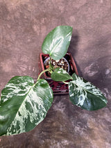 Rare Monstera Bulbasaur Variegated Plant - Mint Variegation - Exact Plant (June-25-02)