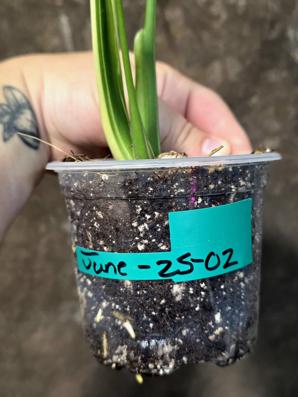 Rare Monstera Bulbasaur Variegated Plant - Mint Variegation - Exact Plant (June-25-02)