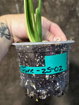 Rare Monstera Bulbasaur Variegated Plant - Mint Variegation - Exact Plant (June-25-02)