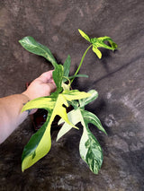 Variegated Philodendron Florida Beauty - Rare Collector Plant - (June-25-03)