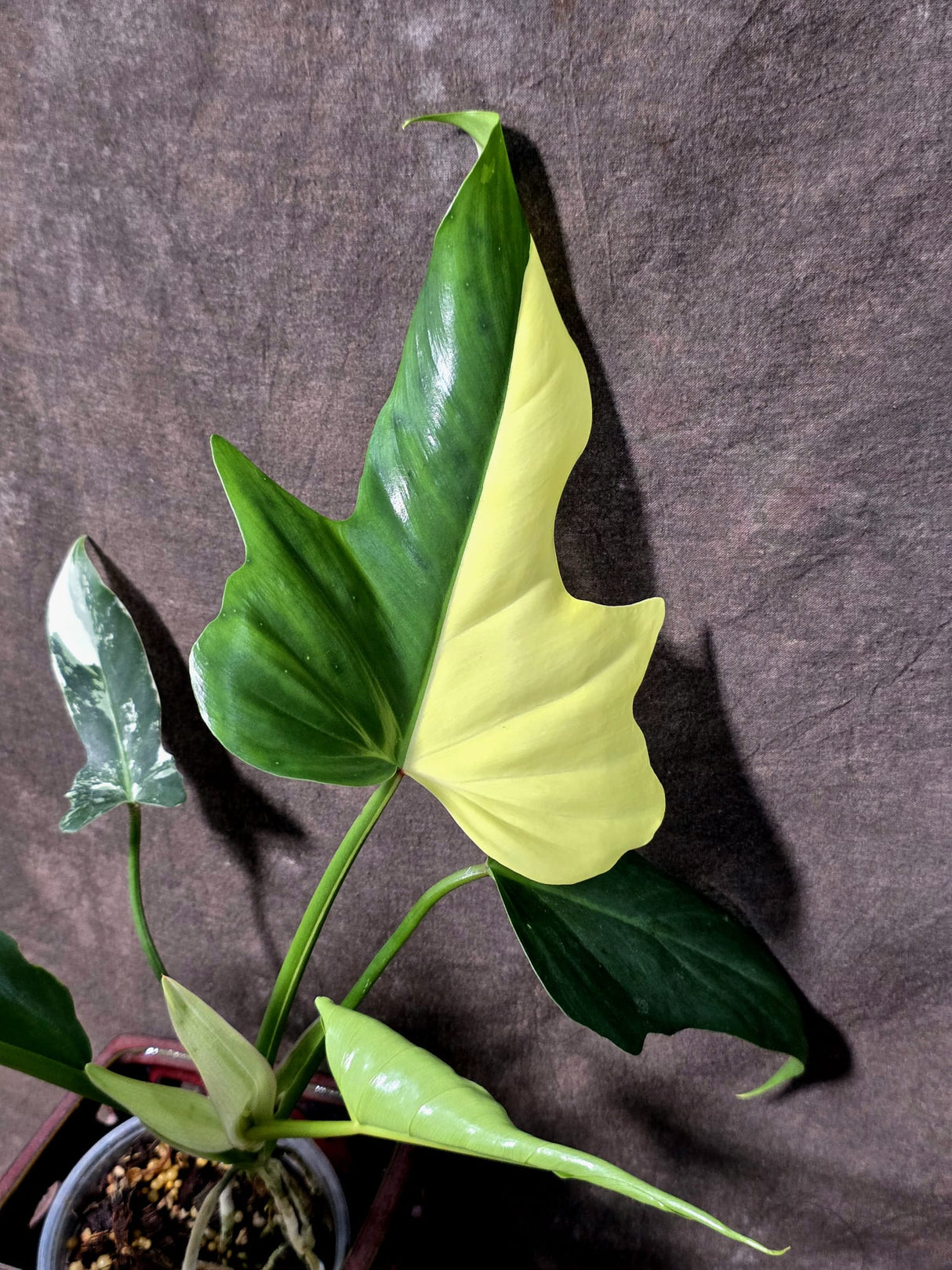 Variegated Golden Dragon Philodendron - Exact Plant (June-25-05)