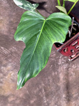 Variegated Golden Dragon Philodendron - Exact Plant (June-25-05)