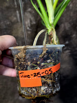 Variegated Golden Dragon Philodendron - Exact Plant (June-25-05)