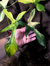 Variegated Philodendron Florida Beauty - Rare Collector Plant - (June-25-03)