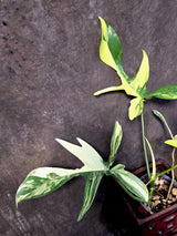 Variegated Philodendron Florida Beauty - Rare Collector Plant - (June-25-03)