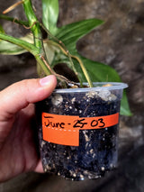 Variegated Philodendron Florida Beauty - Rare Collector Plant - (June-25-03)