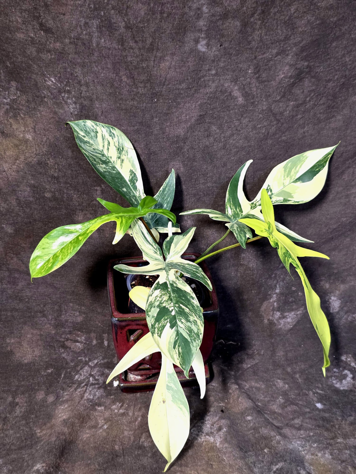 Variegated Philodendron Florida Beauty - Rare Collector Plant - (June-25-04)
