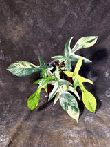 Variegated Philodendron Florida Beauty - Rare Collector Plant - (June-25-04)