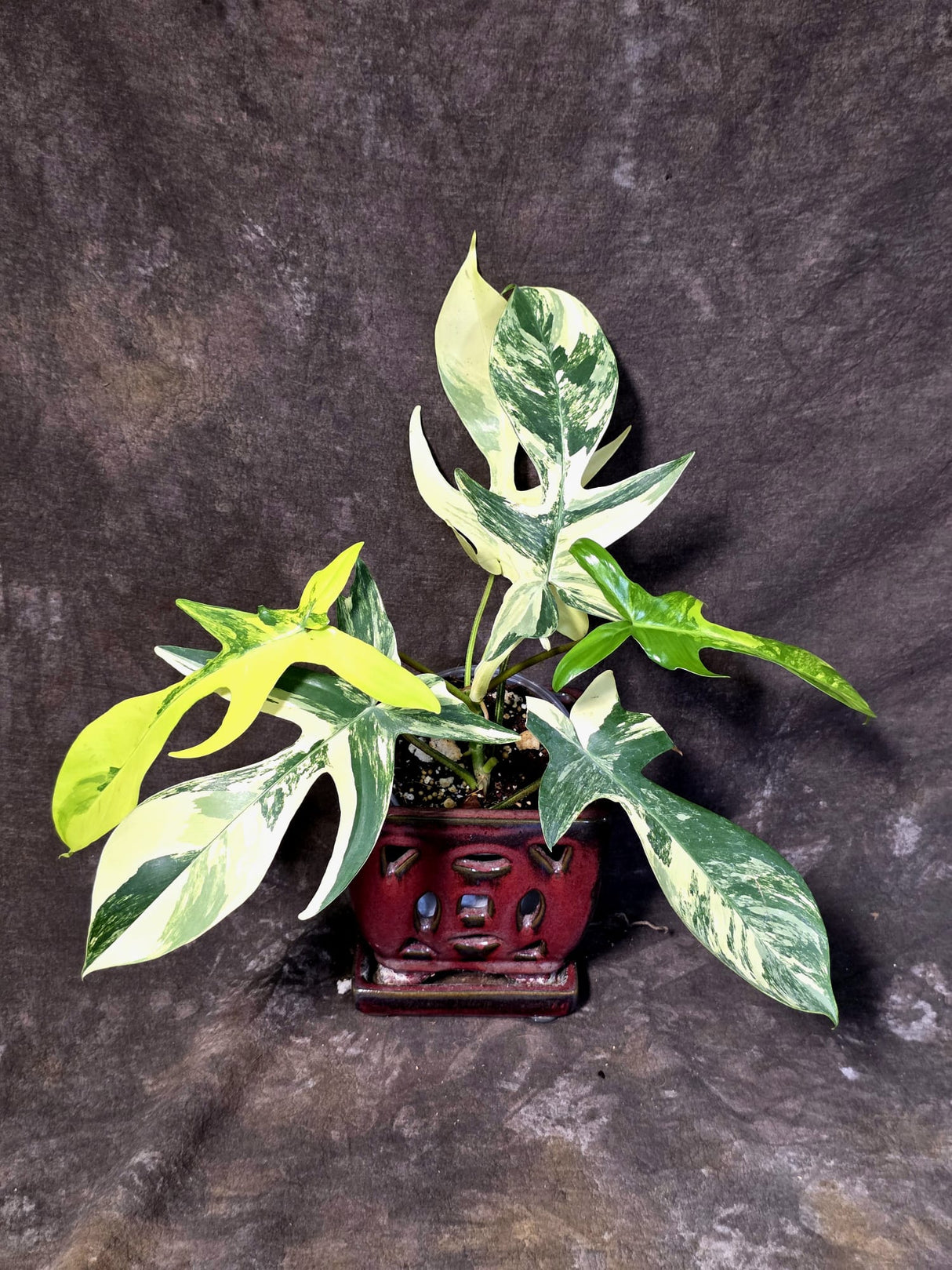 Variegated Philodendron Florida Beauty - Rare Collector Plant - (June-25-04)