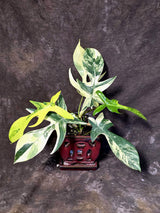 Variegated Philodendron Florida Beauty - Rare Collector Plant - (June-25-04)