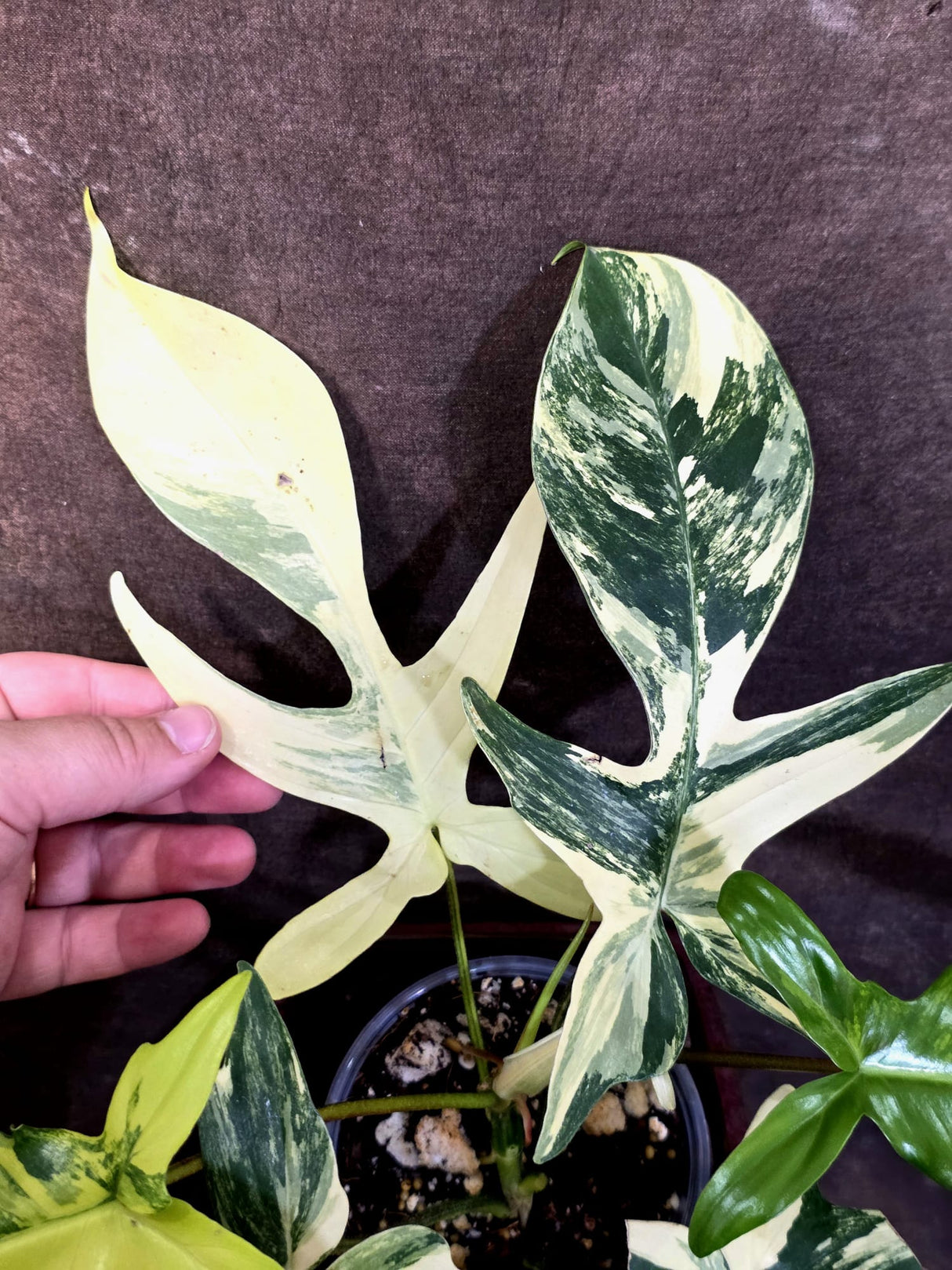 Variegated Philodendron Florida Beauty - Rare Collector Plant - (June-25-04)