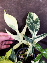 Variegated Philodendron Florida Beauty - Rare Collector Plant - (June-25-04)