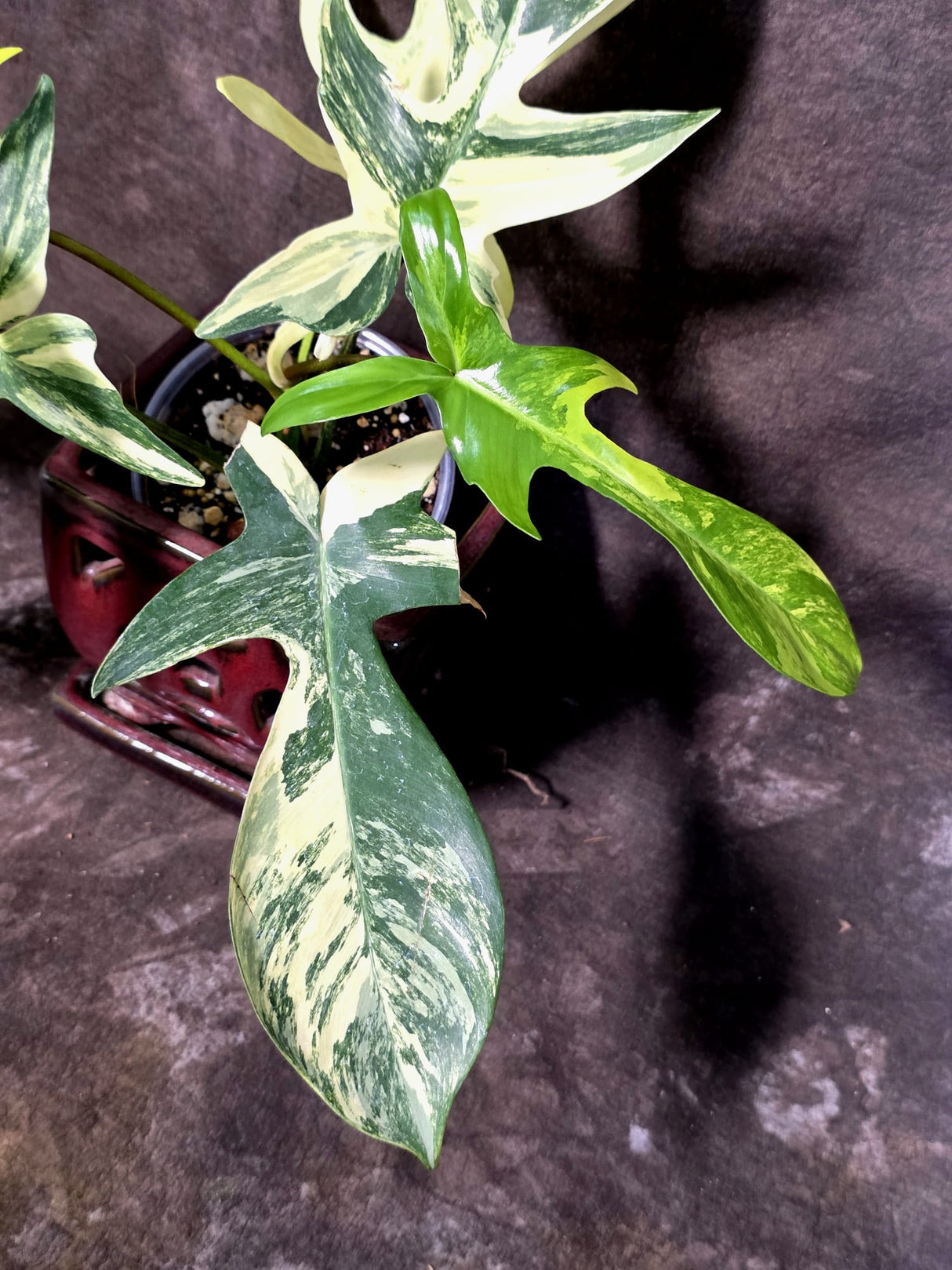 Variegated Philodendron Florida Beauty - Rare Collector Plant - (June-25-04)