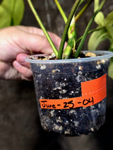 Variegated Philodendron Florida Beauty - Rare Collector Plant - (June-25-04)